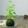 thumbnail image 7 of Natural Forest Moss for Plants and Reptiles Dried Green Sphagnum Moss Potting Mix for Orchid Plants Succulent Reptiles, 7 of 7