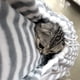 thumbnail image 2 of Delantal Renhe para sujetar gatos, saco de dormir de forro polar coralino para perros pequeños y gatos Xemadio LRWJ804, 2 of 5