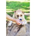 thumbnail image 5 of Glow Pups Squeaky Birthday Present Plush Dog Toy, 5 of 5