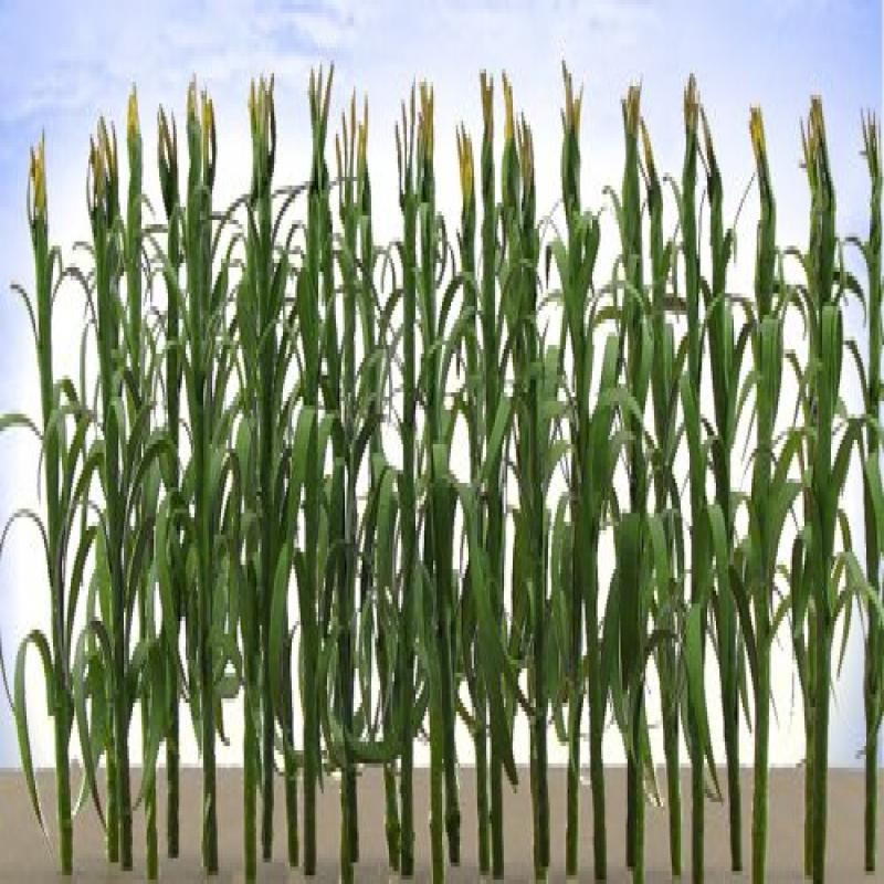 JTT Corn Stalks O Scale Walmart