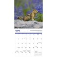 thumbnail image 3 of Carousel Calendars, Squirrels 2025 Wall Calendar, 3 of 4