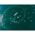 thumbnail image 2 of Souders, Paul 24x19 Black Ornate Wood Framed with Double Matting Museum Art Print Titled - Alaska-Aerial view of Humpback Whales lunging at surface of Frederick Sound while bubble net feeding, 2 of 4