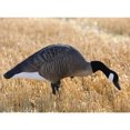 thumbnail image 2 of Higdon XS TruFeeder Alpha Canada Goose Motion Decoy, 2 of 4