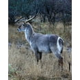 thumbnail image 2 of Dana Underdahl 28x34 Gallery Wrapped Canvas Wall Art Titled - Waterbuck I, 2 of 4
