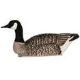 thumbnail image 4 of Avian X Topflight Honker Floaters with True to Life Postures and Weight Forward Swim Keel for Hunting Use, Outdoor Sports, and Recreation, 4 of 13