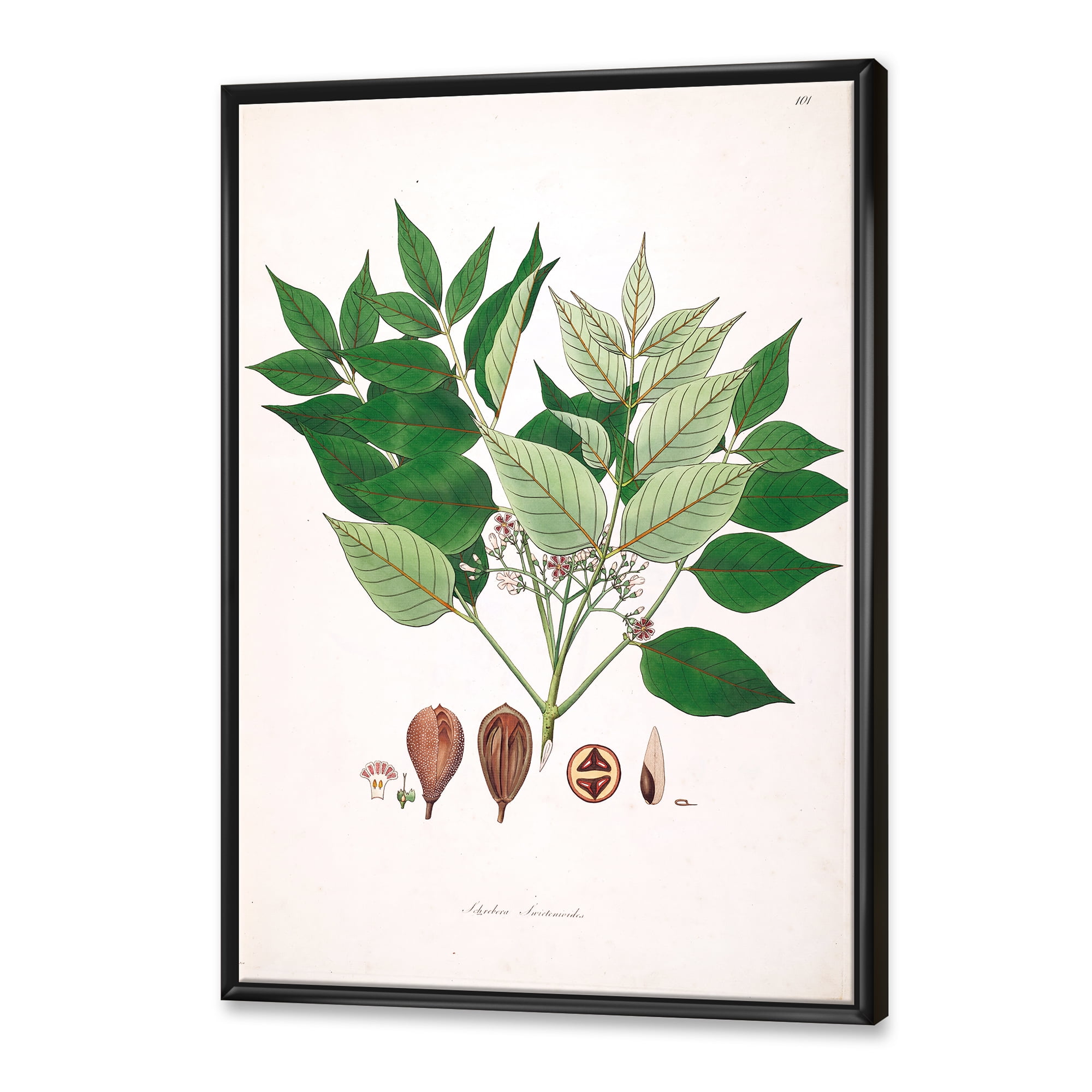 Designart 'Ancient Plant Life XII' Farmhouse Framed Canvas Wall Art Print