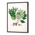thumbnail image 3 of Designart 'Ancient Plant Life XII' Farmhouse Framed Canvas Wall Art Print, 3 of 5