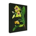 thumbnail image 2 of Trademark Fine Art 'Telipogon Caulescens I' Canvas Art by Melissa Wang, 2 of 4