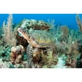 thumbnail image 2 of Green sea turtle on Caribbean reef Poster Print, 2 of 2