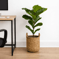 thumbnail image 3 of Artificial Plant, LCG Florals 3ft Fiddle Leaf Fig Plant in Handwoven Basket, Realistic Fake Faux Indoor Floor Plant for Home Decor, 3 of 8