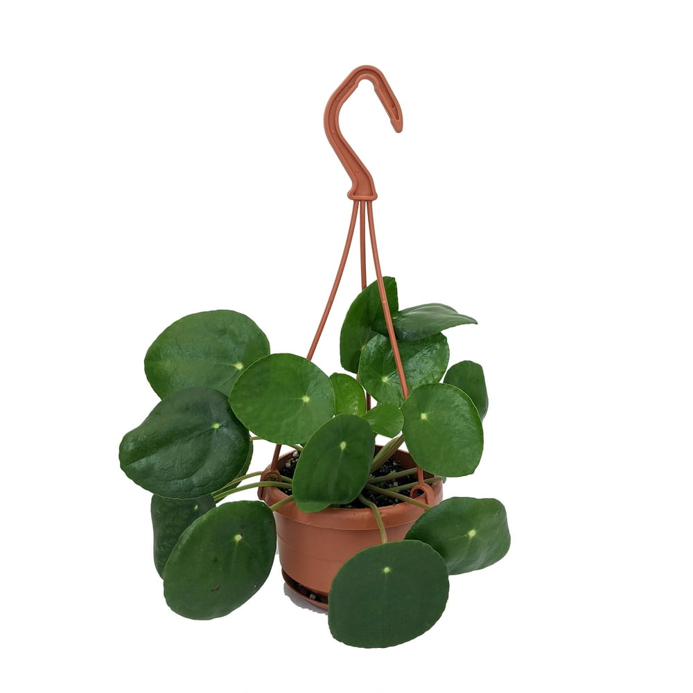 Chinese Money Plant 4&quot; Mini Hanging Basket Pilea