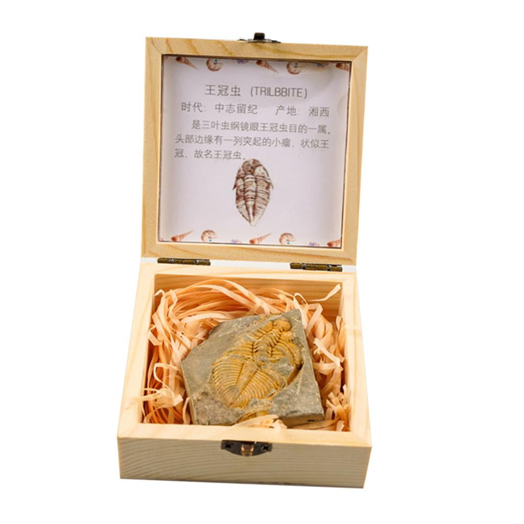 Pierre de Cristal de Roche en Forme Irrégulière Matrice de Trilobite Naturelle s Bricolage Artisanat
