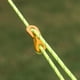 thumbnail image 4 of Hebilla De Cuerda De Cuerda Cuerda Cuerda Hebilla Camping 20 piezas para acampar al aire libre, cuerda de Paracord, kit de cierre de hebilla fija (naranja), 4 of 4