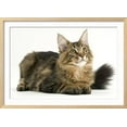 thumbnail image 2 of Maine Coon, Animals Framed Art Print Wall Art Sold by ArtCom, 2 of 5