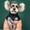 Orange,Green, variant on Dog Winter Coat Duck Down Jacket for Small Medium Dogs-Thicken Dog Coat Windbreaker Puppy Winter Clothes for Cold Weather Snowday (Black, XX-Large)