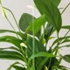 thumbnail image 1 of unbranded 10Ud Soportes Transparentes Para Plantas En Jardín Fácil Instalación Sin Herramientas, 1 of 8