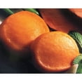 thumbnail image 5 of Pictsweet Sweet Potato Patties, 21 Pound, 5 of 7
