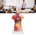 thumbnail image 1 of Human Torso Model, Durable Meticulous Accurate Anatomy Human Torso Model  for Schools for Teaching Tool for Physical Health Teaching for Hospitals, 1 of 8