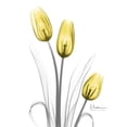 thumbnail image 3 of Koetsier, Albert 12x14 Black Modern Framed Museum Art Print Titled - Illuminating Tulip Trio, 3 of 5