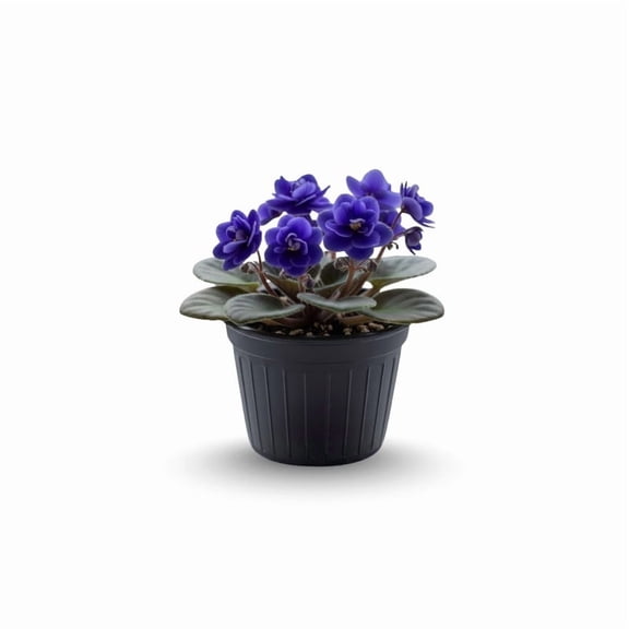 Blue African Violet Plants, Blue Flowering Indoor Plants, Live Tree 4 Inch Pot