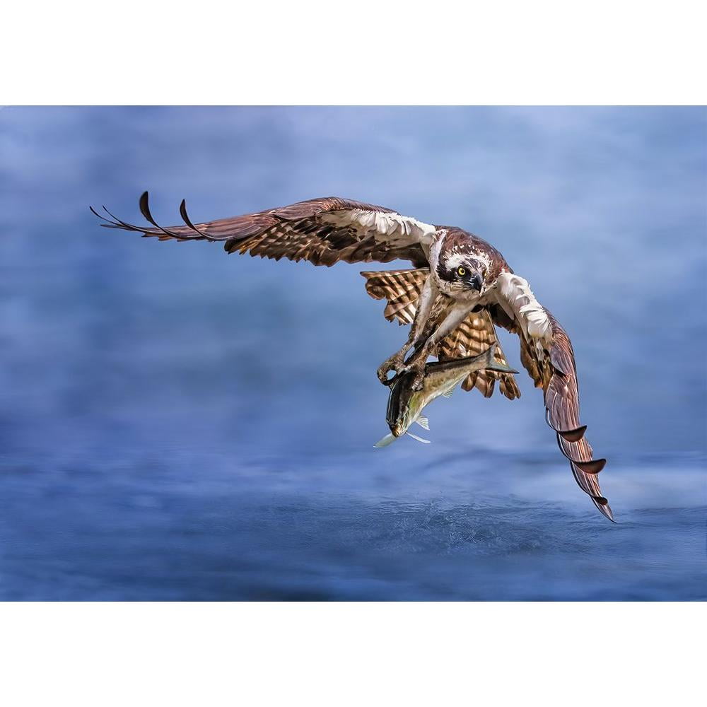Huang, Tao 14x11 Black Modern Framed Museum Art Print Titled - Osprey