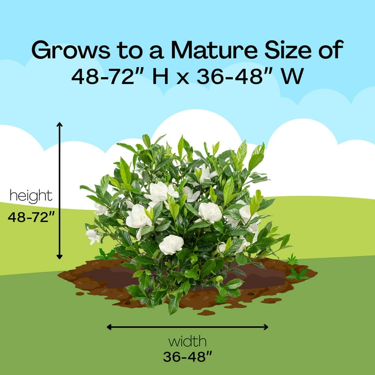 Expert Gardener Gardenia Partial Shade Live Shrubs, Fragrant