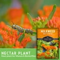 thumbnail image 3 of 5 packs Butterfly Milkweed Seed - Non-GMO Heirloom Full Sun Perennial Flower, 3 of 9