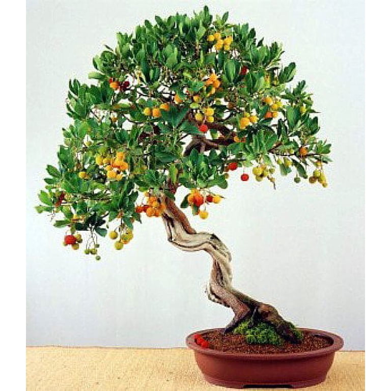 Marina Strawberry Tree - Arbutus - Outdoors/Edible/Bonsai - 4" Pot