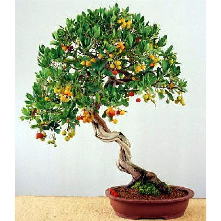 Marina Strawberry Tree - Arbutus - Outdoors/Edible/Bonsai - 2.5 Marina Strawberry Tree - Arbutus - Outdoors/Edible/Bonsai - 2.5