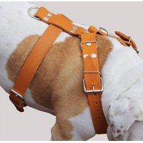 Orange Genuine Leather Dog Harness, Large to Xlarge. 33"-37" Chest, 1.5" Wide Straps, Mastiff.