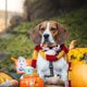 thumbnail image 4 of 4 Uds. Suministros para mascotas de Halloween, pajarita para Halloween, Collar, pajarita para perro y gato, decoración, 4 of 5