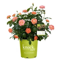 The Knock Out® Family of Roses 'The Orange Glow Knock Out® Rose' Live Shrub in 2-Gallon Grower Pot