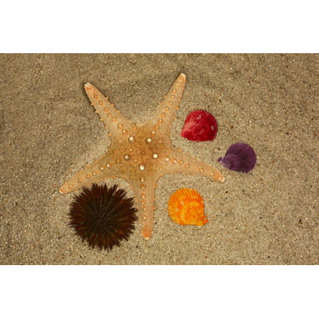 Starfish, urchin and shells in the sand on beach, Florida. Print Wall Art By Adam