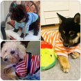 thumbnail image 4 of Camiseta para perros Geyoga a rayas de algodón transpirable para perros pequeños, 4 of 6