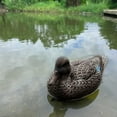 thumbnail image 2 of Modèles Réalistes de Canard Colvert Que les Passionnés de Chasse Aiment, Leurres, Ornements, 2 of 8