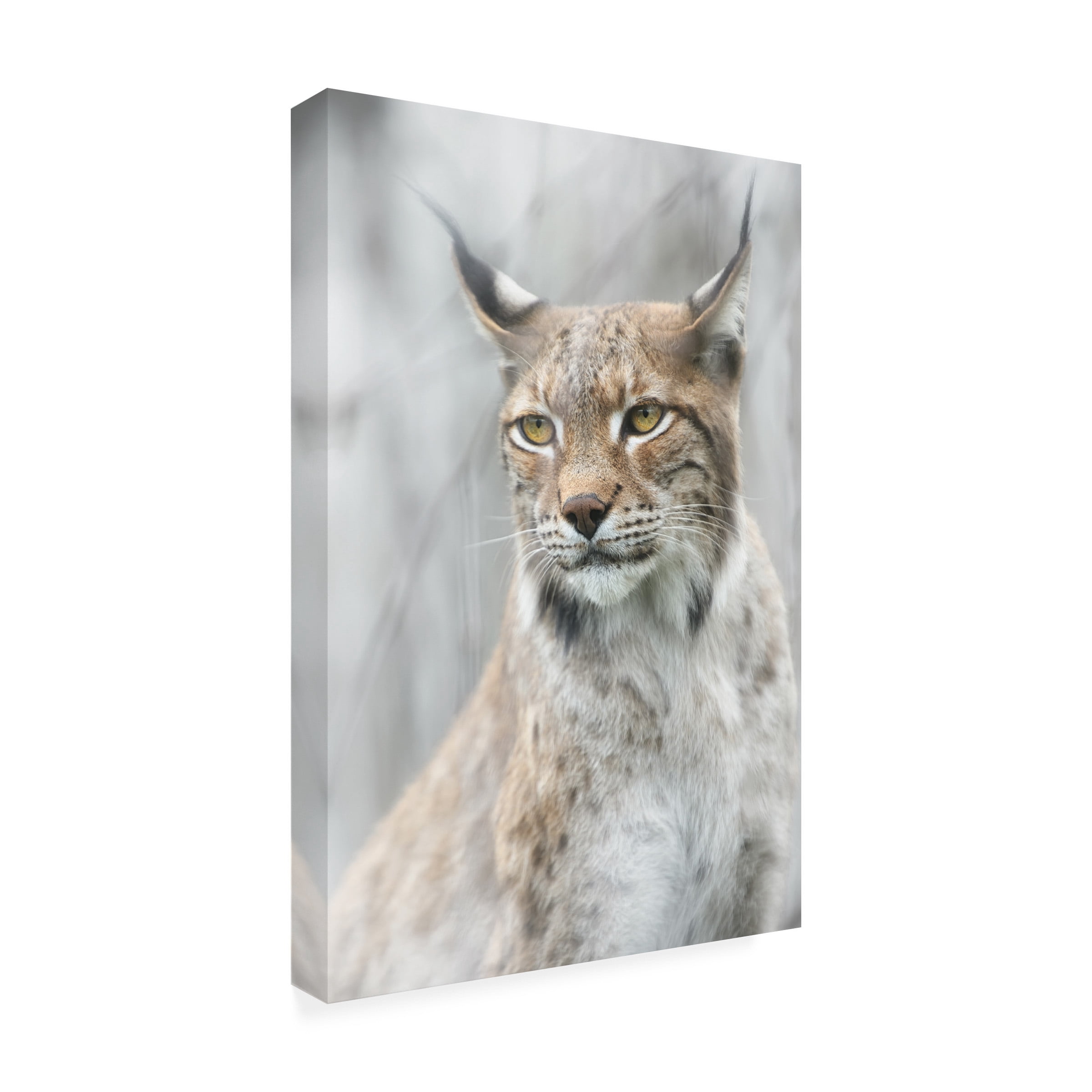 Canvas Wall Art - Santiago Pascual Buye 'Lynx Portrait In The Fog' Wall Art for Living Room, Bedroom, or Office DÃ©cor by Trademark Fine Art - 22 x 32 Inches