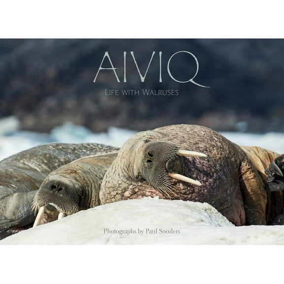 Aiviq: Life with Walruses (Hardcover)