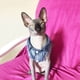 thumbnail image 5 of Spring Cat Jeans Vest Series Fashion Denim Cat Clothes for Cats Sphynx Casual Cowboy Kitten Coat Jacket Pet Costume XS-XXL 10E ShopWise Round, 5 of 11