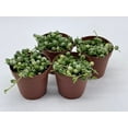 thumbnail image 3 of Variegated String of Pearls, Senecio rowleyanus, in 2 inch Pot Super Cute Great Plant Gift, Collector's Succulent, Live Potted Rooted, 3 of 7