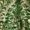 Green, variant on AURA Floral V Neck Maxi Dress S-5XL Casual Summer Printed A Line Dress