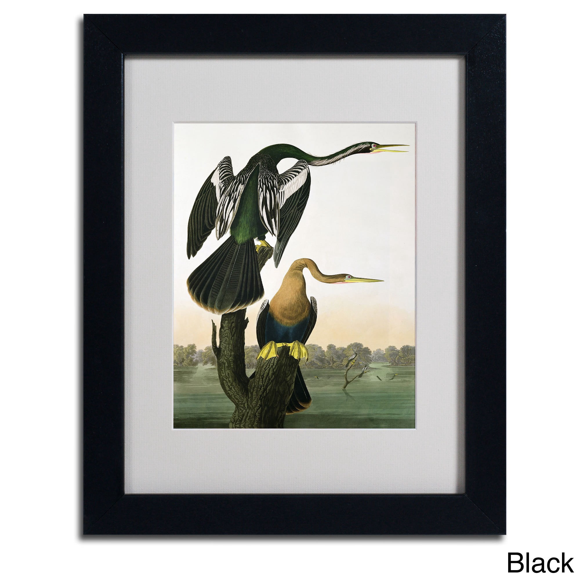 Trademark Fine Art "Black-Billed Darter" Canvas Art by John James Audubon, Wood Frame