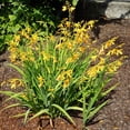 thumbnail image 5 of 25 Yellow Crocosmia Flowers Bulbs Crocosmia Corms, Summer Flowers Bulbs, 5 of 5