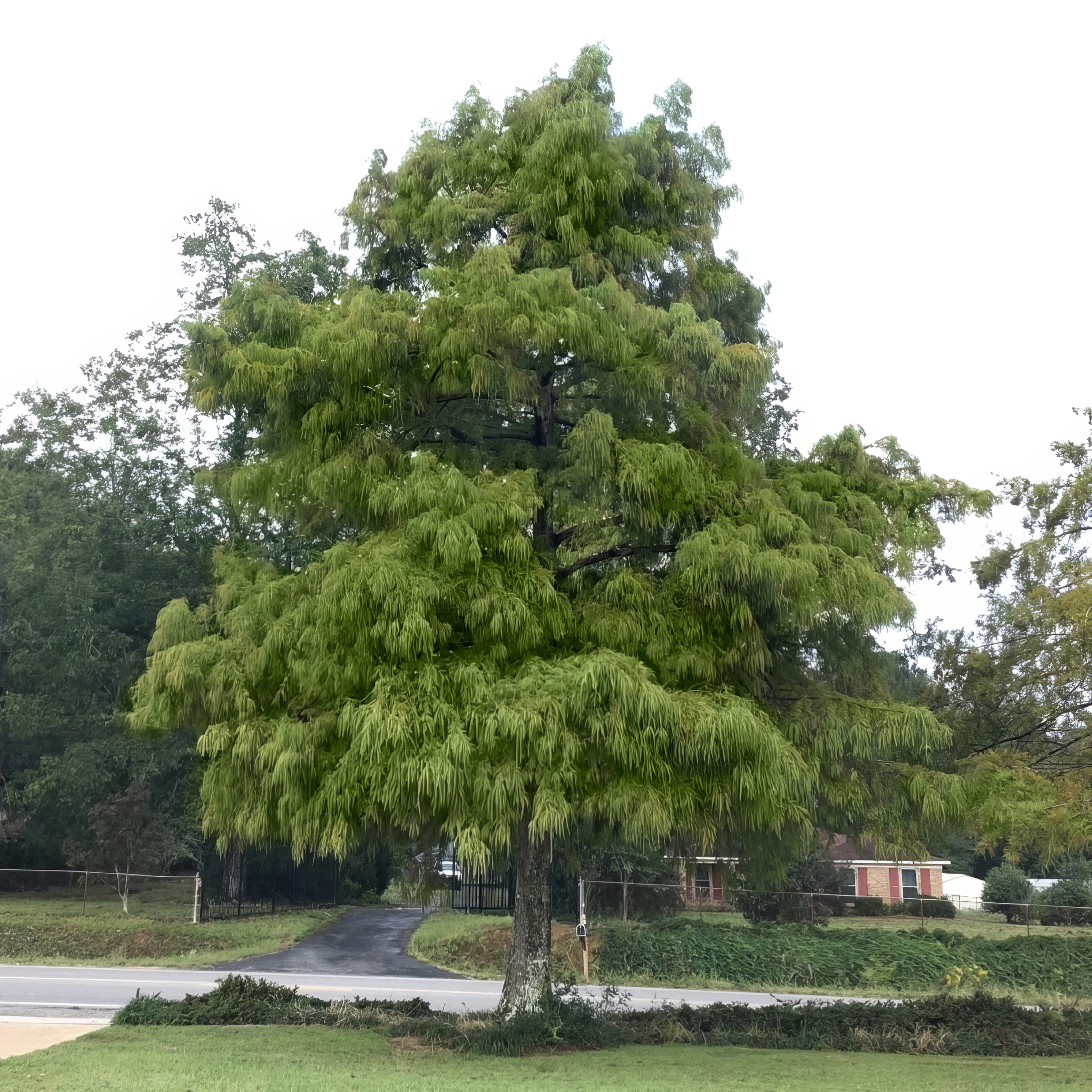 National Plant Network 3 gal Bald Cypress Live Tree with Full Sunlight