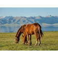 thumbnail image 2 of Zwick, Martin 32x25 White Modern Wood Framed Museum Art Print Titled - Horses on their mountain pasture at lake Song Kol, 2 of 4