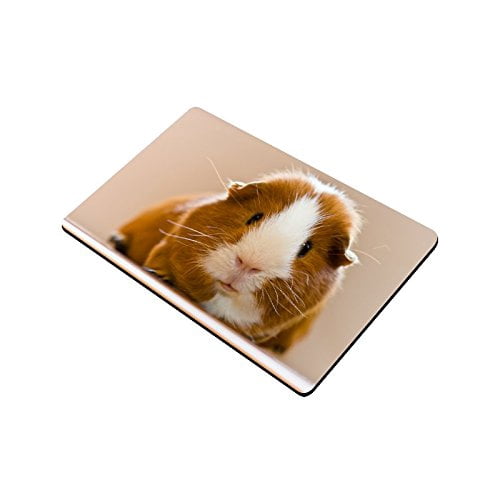 guinea pig home decor