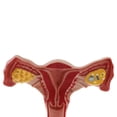 thumbnail image 4 of 1:1 Human Female Uterus Ovary Fallopian Tubes Model Anatomical Human Anatomy Model Teaching Tools, 4 of 8