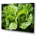 thumbnail image 2 of Designart "Lettuce With Emerald Highlights" Vegetables Wall Decor, 2 of 7