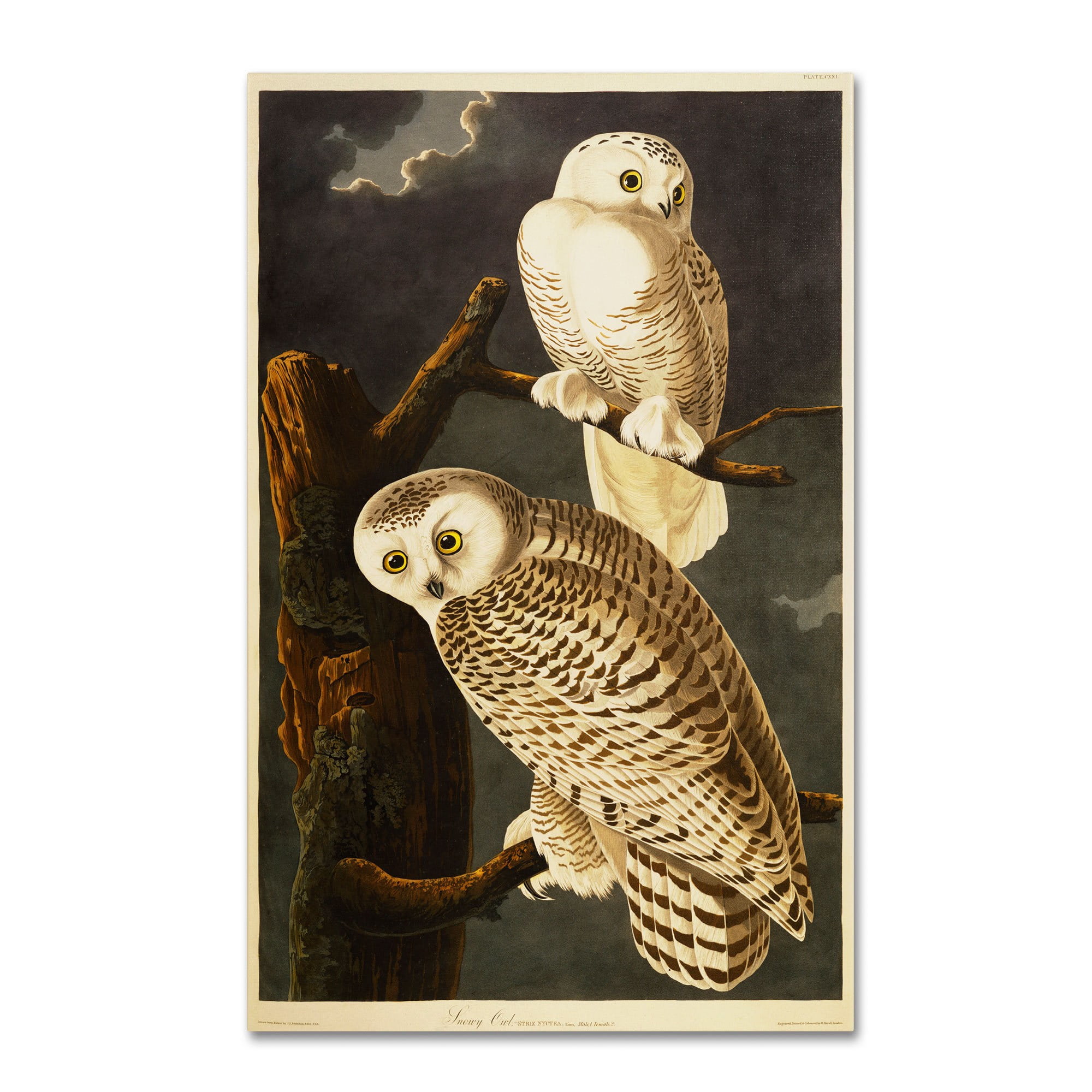 Trademark Fine Art John James Audubon Snowy Owl Canvas Wall Art - 30x47