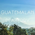 thumbnail image 2 of Volcanica Coffee Guatemala Peaberry Coffee - 5 lb. Bag - save 5% / French Press, 2 of 8