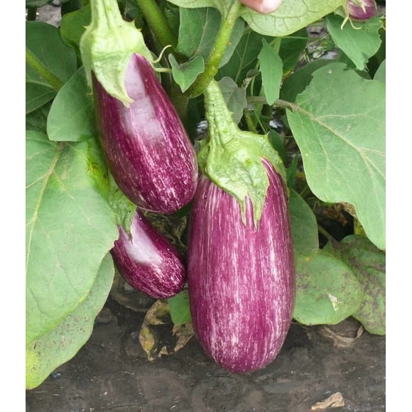 HIGHGW Graines d'Aubergine Rosa Bianca, Légume Patrimonial non-OGM, 50 Graines